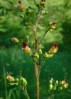 Einzelbild 4 Knotige Braunwurz - Scrophularia nodosa