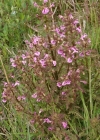 Einzelbild 2 Sumpf-Läusekraut - Pedicularis palustris