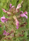 Einzelbild 3 Sumpf-Läusekraut - Pedicularis palustris