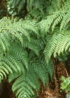 Einzelbild 1 Breiter Wurmfarn - Dryopteris dilatata