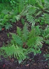 Einzelbild 1 Echter Wurmfarn - Dryopteris filix-mas