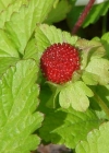 Einzelbild 4 Scheinerdbeere - Duchesnea indica