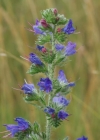 Einzelbild 1 Gemeiner Natterkopf - Echium vulgare