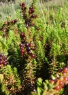 Einzelbild 1 Zwittrige Krähenbeere - Empetrum nigrum subsp. hermaphroditum