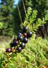 Einzelbild 3 Zwittrige Krähenbeere - Empetrum nigrum subsp. hermaphroditum