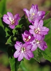 Einzelbild 4 Quirlblättriges Weidenröschen - Epilobium alpestre