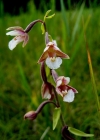 Einzelbild 1 Sumpf-Stendelwurz - Epipactis palustris