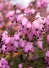Einzelbild 1 Schneeheide - Erica carnea