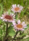 Einzelbild 1 Alpen-Berufkraut - Erigeron alpinus