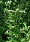 Einzelbild 2 Einjähriges Berufkraut - Erigeron annuus