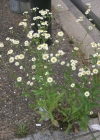 Einzelbild 1 Einjähriges Berufkraut - Erigeron annuus