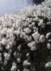 Einzelbild 3 Schmalblättriges Wollgras - Eriophorum angustifolium