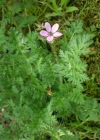 Einzelbild 3 Gemeiner Reiherschnabel - Erodium cicutarium