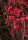 Einzelbild 3 Gemeines Pfaffenhütchen - Euonymus europaeus