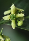 Einzelbild 1 Gemeines Pfaffenhütchen - Euonymus europaeus