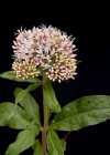Einzelbild 4 Wasserdost - Eupatorium cannabinum