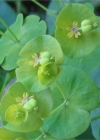 Einzelbild 4 Mandelblättrige Wolfsmilch - Euphorbia amygdaloides