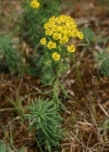 Einzelbild 3 Zypressenblättrige Wolfsmilch - Euphorbia cyparissias