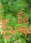 Einzelbild 4 Zypressenblättrige Wolfsmilch - Euphorbia cyparissias