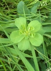 Einzelbild 3 Sonnenwend-Wolfsmilch - Euphorbia helioscopia