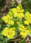 Einzelbild 1 Warzige Wolfsmilch - Euphorbia verrucosa