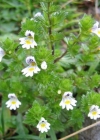 Einzelbild 3 Wiesen-Augentrost - Euphrasia rostkoviana