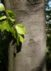 Einzelbild 4 Rot-Buche - Fagus sylvatica