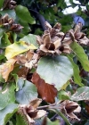 Einzelbild 1 Rot-Buche - Fagus sylvatica