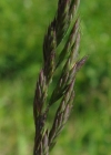 Einzelbild 1 Rot-Schwingel - Festuca rubra