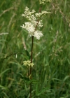 Einzelbild 4 Moor-Geissbart - Filipendula ulmaria
