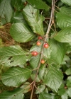 Einzelbild 2 Faulbaum - Frangula alnus