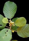 Einzelbild 4 Faulbaum - Frangula alnus