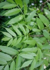 Einzelbild 3 Gemeine Esche - Fraxinus excelsior
