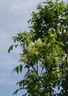 Einzelbild 4 Manna-Esche - Fraxinus ornus