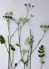 Einzelbild 1 Gewöhnliche Kleine Bibernelle - Pimpinella saxifraga