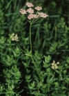 Einzelbild 3 Grosse Bibernelle - Pimpinella major