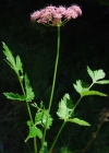 Einzelbild 4 Grosse Bibernelle - Pimpinella major
