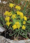 Einzelbild 4 Gewöhnliches Hahnenfuss-Hasenohr - Bupleurum ranunculoides subsp. ranunculoides