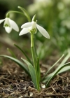 Einzelbild 4 Schneeglöckchen - Galanthus nivalis