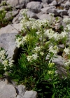 Einzelbild 1 Alpen-Labkraut - Galium anisophyllon