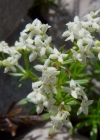 Einzelbild 2 Alpen-Labkraut - Galium anisophyllon