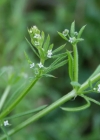 Einzelbild 3 Kletten-Labkraut - Galium aparine