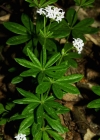 Einzelbild 1 Echter Waldmeister - Galium odoratum