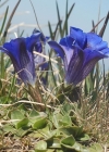 Einzelbild 4 Kalk-Glocken-Enzian - Gentiana clusii