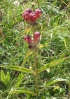 Einzelbild 2 Purpur-Enzian - Gentiana purpurea