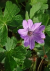 Einzelbild 3 Pyrenäen-Storchschnabel - Geranium pyrenaicum