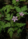Einzelbild 4 Stinkender Storchschnabel - Geranium robertianum