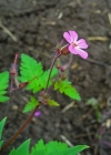 Einzelbild 1 Stinkender Storchschnabel - Geranium robertianum