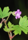 Einzelbild 1 Rundblättriger Storchschnabel - Geranium rotundifolium