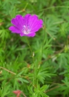 Einzelbild 2 Blutroter Storchschnabel - Geranium sanguineum